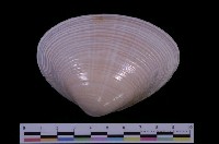 藏品(中華馬珂蛤)的圖片